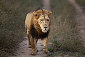 Ein männlicher Löwe, Panthera leo, läuft eine Straße entlang. 