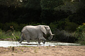 A single elephant, Loxodonta Africana, crossing a river_x000B_