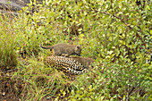 A leopard and her two cubs, Panthera pardus, lie together in the grass. _x000B_