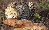 A cheetah, Acinonyx jubatus, feeding on a kill._x000B_