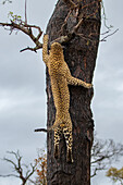Ein männlicher Leopard, Panthera pardus, klettert auf einen Baum. 