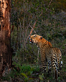 Ein Leopard, Panthera pardus, schaut zu einem Baum hinauf. 