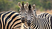 Zwei Zebras, Equus quagga, stehen beieinander und schauen sich direkt an. 