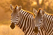 Zwei Zebras, Equus quagga, stehen im goldenen Licht. 