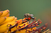 Eine Biene, Anthophila, sammelt Pollen.