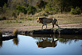 Ein männlicher Löwe, Panthera leo, geht neben einem Damm spazieren und spiegelt sich im Wasser. 