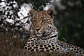 Ein junger männlicher Leopard, Panthera pardus, in Nahaufnahme. 