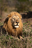 Eine Nahaufnahme des Gesichts eines männlichen Löwen, Panthera leo. 