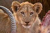 Ein Löwenjunges, Panthera leo, beim Fressen einer Beute, direkter Blick. 