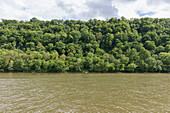 Lush, green forest along the Allegheny River.