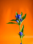 Studio shot, an orange background and a stem of a foxglove with blue flowers unfurling.