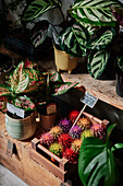 Plants on display in flower shop