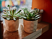 Succulent plants for sale in flower shop