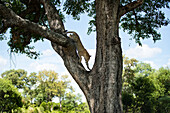 Ein weiblicher Leopard, Panthera pardus, klettert von einem Baum herunter. 