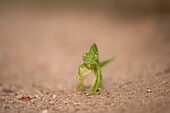 Front view of a chameleon walking, Chamaeleonidae._x000B_