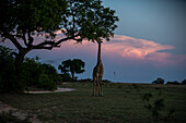 Eine Giraffe, Giraffa, frisst Blätter von einem Baum, Hintergrund Sonnenuntergang.