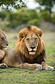 Close-up of a male Lion, Panthera leo, direct gaze. _x000B_