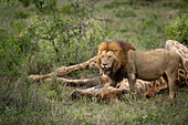 Male Lion, Panthera leo, feeding on a giraffe carcass._x000B_