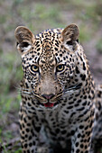 Nahaufnahme eines männlichen Leoparden, Panthera pardus.