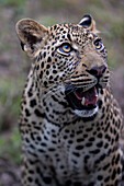 A close-up portrait of a male leopard, Panthera pardus._x000B_