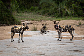 Wild dog, Lycaon pictus, on a boulder, looking to the side. _x000B_