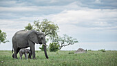 Eine Elefantin und ihr Kalb, Loxodonta Africana, gehen gemeinsam durch langes Gras. 