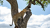 Ein Leopard, Panthera pardus, springt zwischen Ästen. 