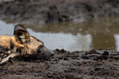 A close-up of a wild dog, Lycaon pictus, lying next to a dam, side profile.