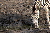 Ein Zebra, Equus quagga, trinkt Wasser aus einem Damm. 