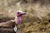 Close-up portrait of a Hooded Vulture, Necrosyrtes monachus._x000B_