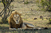 Ein männlicher Löwe, Panthera leo, liegend.