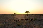 Ostriches, Struthio, at sunset, a small group of birds._x000B_