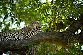 A female leopard, Panthera pardus, lying down on a branch. _x000B_