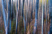 Blurred abstract view of alder tree trunks, in a forest. 