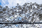 Flowering weeds growing on barbed wire fence, close up. 