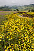 Africa, Ethiopian Highlands, Western Amhara, Meskel flowers, (Yadey abeba). Countryside with Meskel flowers in full bloom.