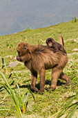Africa, Ethiopian Highlands, Western Amhara, Simien Mountains National Park, gelada monkey, (Theropithecus gelada). Baby gelada monkey riding on its mother's back.