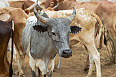 Afrika, Äthiopien, Omo-Flusstal, Süd-Omo, Stamm der Hamer. Typische Rinder der Hamer mit unverwechselbaren Markierungen als Brandzeichen.