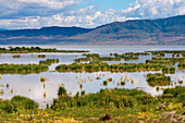 Lake Chamo, Ethiopia