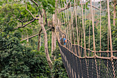 Überquerung der 7 Brücken hoch oben im Kakum National Forest