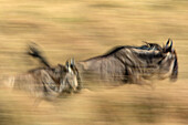 Ein Paar rennende Gnus in Bewegung mit Langzeitbelichtungseffekt, Masai Mara, Kenia, Afrika, Connochaetes