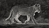 Africa, Kenya, Maasai Mara National Reserve. Backlit close-up of young lion