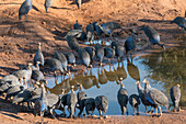 Africa, Kenya, Samburu National Reserve. The vulturine Guinea fowl (Acryllium vulturinum) at water hole.