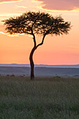 Afrika, Kenia, Masai Mara Nationalreservat. Sonnenuntergang über einem Baum.