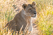 Kenya, Masai Mara National Reserve. African Lion (Panthera Leo) female.