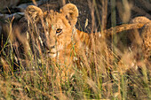 Africa, Kenya, Masai Mara National Reserve. African Lion (Panthera Leo) female with cubs.