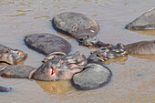 Afrika, Kenia, Masai Mara Nationalreservat, Mara-Fluss. Flusspferd (Hippopotamus amphibius).