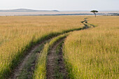 Africa, Kenya, Masai Mara National Reserve. Savannah with tire tracks.