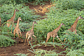 Africa, Kenya, Shompole, Aerial view herd of Giraffes (Giraffa camelopardalis) walking in Shompole Conservancy in Rift Valley