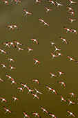 Africa, Kenya, Magadi, Aerial view of Lesser Flamingos (Phoenicoparrus minor) flying along shore of Lake Magadi